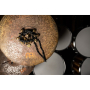 Трещотка MEINL MABM Ajuch Bells Medium